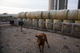 Beef research and education at the University of Minnesota, Rosemount Research and Outreach Center.