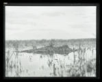 Forster's Tern, bird on nest on muskrat house