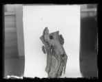 Downy Woodpecker, six juveniles on stump