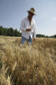 Making selections in wheat research plots, St. Paul Campus.