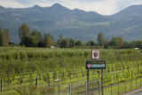 Apple Valley orchard grows University of Minnesota Honeycrisp apples in the foothills of the North Cascades.