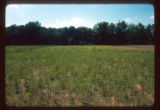 Mickelson Farm old field