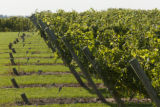 Cannon River Winery and vineyard in the Sogn Valley, Goodhue County, Minnesota.