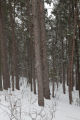 Cloquet Forestry Center of the University of Minnesota.
