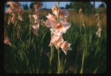 Gladiolas