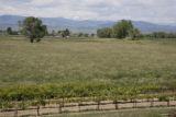 Colorado vineyard growing University of MInnesota grape varieties.