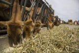 Skiba family Jersey dairy farm, "Diamonds Farm" in Isanti County, between Cambridge and North Branch.