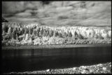 Thlinkit Point, Glacier Bay, Alaska