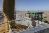 Harvesting soybeans on the Craven farm in Jackson County, Minnesota.