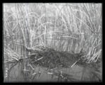 Holboells Grebe nest and eggs, covered