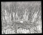 Holboells Grebe's nest and eggs