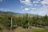 Apple Valley orchard grows University of Minnesota Honeycrisp apples in the foothills of the North Cascades.
