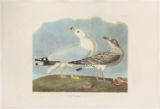 Plate 212 (Plate CCXII), Common American Gull