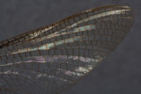 Ephemeridae Hexagenia bilineata