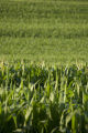 Corn field in Carver County, Minnesota, near Cologne, on U.S. Hwy. 212.