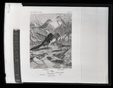 Fox, Song, Lincoln's, and Swamp Sparrows, Towhee, illustration, plate 88 in Birds of Minnesota