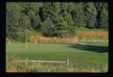 Turf grass