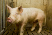 Teaser boar used in the University of Minnesota's swine breeding program.