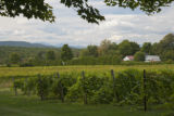 Lincoln Peak Vineyard and Winery, New Haven, Vermont.