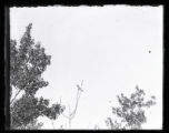 King bird on dead branch