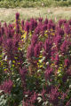 Amaranth growing on St. Paul campus, University of Minnesota.