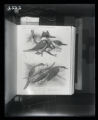 Kingfisher and Cuckoos, illustration from Elon Howard, "Birds of New York"