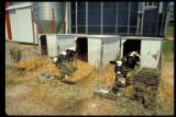 Holstein calves in hutches. University of Minnesota Southern Experiment Station, Waseca.