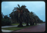 Date Palms Phoenix