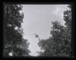 Double-crested Cormorant, nest and birds in tree tops