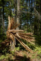 Blow down of old red and white pines on the Chippewa National Forest, Minnesota, in July, 2012.