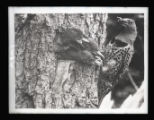 Flicker feeding young at hole