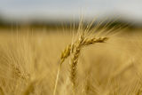 "Linkert" wheat