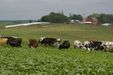 Normande dairy cows eating Sudan grass on farm near Jordan, Minnesota, the Riesgraf family.