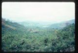 Rio Reventazon valley, view of old coffee plantation in flower with recently pruned and resprouted poro trees (Erythrina) trees that will shade and fertilize the coffee. From Jungle Tour train.