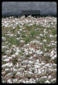 Free range turkeys outside, turkey farm near Roseau, Minnesota.