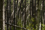 Blow down of old red and white pines on the Chippewa National Forest, Minnesota, in July, 2012.