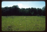 Mickelson Farm old field