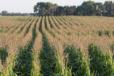 Corn tassels at the University of Minnesota, West Central Research and Outreach Center, Morris, Minnesota.