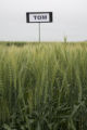 Tom' wheat