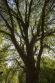 The original 'St. Croix' elm tree near Afton, Minnesota. Resistant to Dutch elm disease.