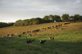 Cows grazing on pasture.