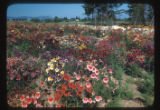 Salpiglossis for seed