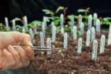 Polyantha rose breeding.