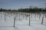 Late winter scene of extremely cold hardy grape varieties under development by University of Minnesota researchers with the Minnesota Agricultural Experiment Station.