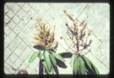 Mango flowers