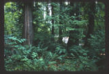 Douglas fir forest, Conservation of diversity.