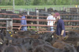 Beef research at University of Minnesota, North Central Research and Outreach Center, Grand Rapids.