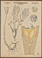 (Typus) Echinodermata (Entwickelungsgeschichte.) (Ordnung) Asteroidea. (Bipinnaria.) (Ordnung) Holothurioidea (Auricularia.) (Ordnung) Echinoidea u. Ophiuroidea. (Pluteus.)