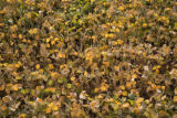 Soybean production fields, University of Minnesota, Southern Research and Outreach Center.
