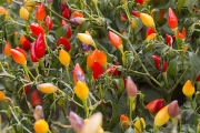 Evaluating pepper varieties for use in food safety and nutrition.